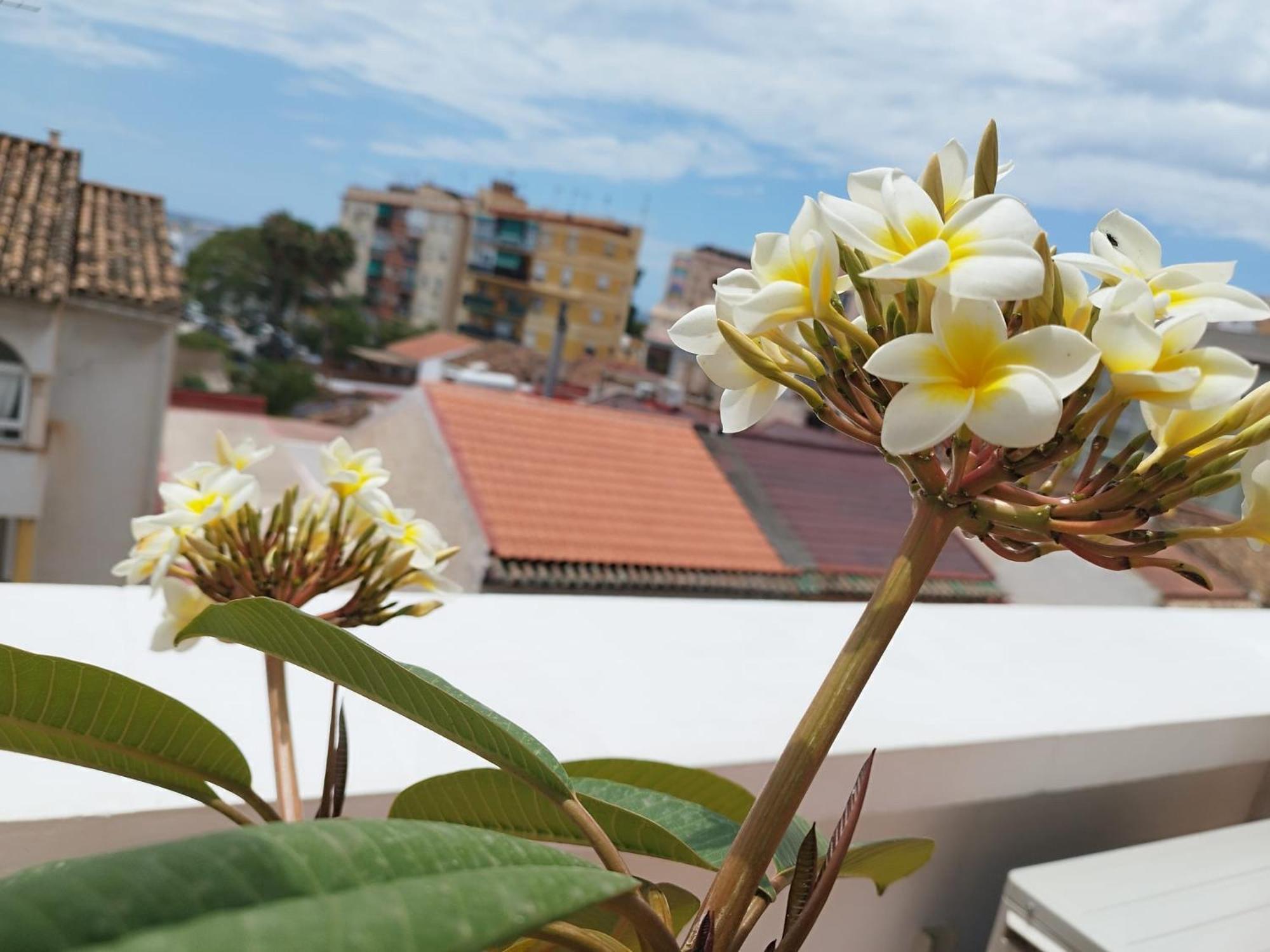 Apartamento Plumaria Málaga Eksteriør billede